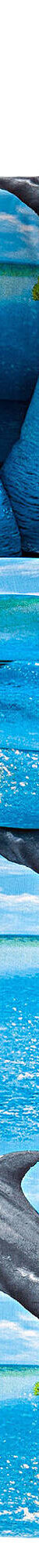 Linge de lit Flipper - polycoton (bleu) Linge de lit Flipper - polycoton (bleu)